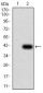 FOXP2 Antibody